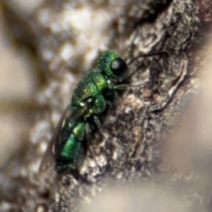 Primeuchroeus sp. (genus) at O'Connor, ACT - 10 Aug 2024