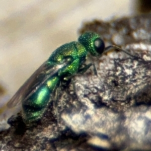 Primeuchroeus sp. (genus) at O'Connor, ACT - 10 Aug 2024