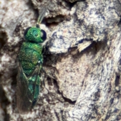 Primeuchroeus sp. (genus) at O'Connor, ACT - 10 Aug 2024