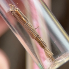 Lepidoscia arctiella at O'Connor, ACT - 10 Aug 2024