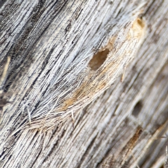 Psychidae (family) IMMATURE at O'Connor, ACT - 10 Aug 2024