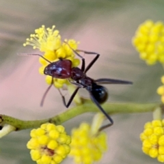 Iridomyrmex purpureus (Meat Ant) at Lyneham, ACT - 10 Aug 2024 by Hejor1