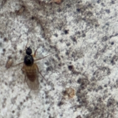 Ceratopogonidae (family) (Biting Midge) at O'Connor, ACT - 10 Aug 2024 by Hejor1