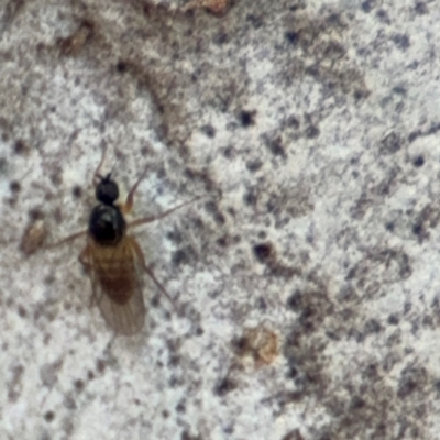 Bombyliidae (family) at O'Connor, ACT - 10 Aug 2024 by Hejor1