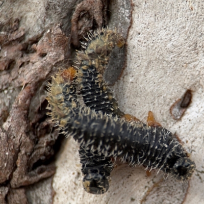 Perginae sp. (subfamily) (Unidentified pergine sawfly) at O'Connor, ACT - 10 Aug 2024 by Hejor1