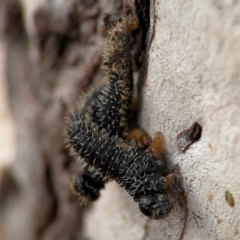 Perga sp. (genus) at O'Connor, ACT - 10 Aug 2024