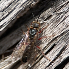 Eirone sp. (genus) (A flower wasp) at O'Connor, ACT - 10 Aug 2024 by Hejor1