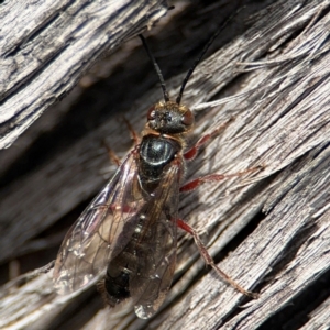 Eirone sp. (genus) at O'Connor, ACT - 10 Aug 2024