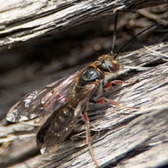 Eirone sp. (genus) at O'Connor, ACT - 10 Aug 2024 02:39 PM