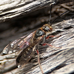 Eirone sp. (genus) at O'Connor, ACT - 10 Aug 2024