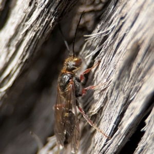 Eirone sp. (genus) at O'Connor, ACT - 10 Aug 2024