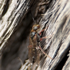 Eirone sp. (genus) at O'Connor, ACT - 10 Aug 2024