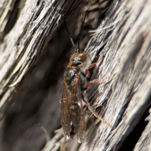 Eirone sp. (genus) at O'Connor, ACT - 10 Aug 2024