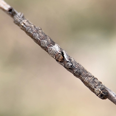 Geometridae (family) IMMATURE (Unidentified IMMATURE Geometer moths) at Braddon, ACT - 30 Aug 2024 by Hejor1