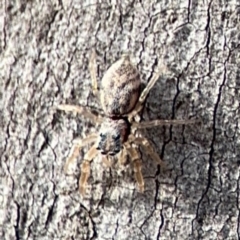 Arasia sp. (Arasia jumping spider) at O'Connor, ACT - 10 Aug 2024 by Hejor1