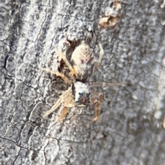 Arasia sp. at O'Connor, ACT - 10 Aug 2024