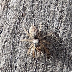 Arasia sp. at O'Connor, ACT - 10 Aug 2024