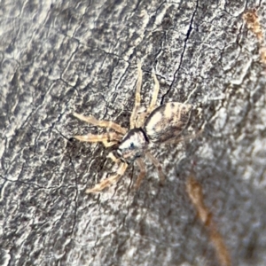 Arasia sp. at O'Connor, ACT - 10 Aug 2024