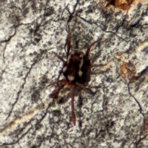 Erythraeidae (family) at O'Connor, ACT - 10 Aug 2024 02:55 PM