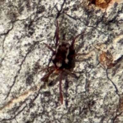 Erythraeidae (family) (Erythraeid mite) at O'Connor, ACT - 10 Aug 2024 by Hejor1