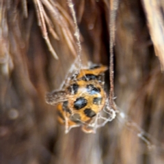 Harmonia conformis at O'Connor, ACT - 10 Aug 2024