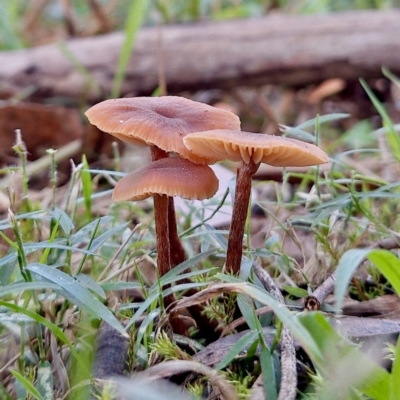 Laccaria sp. (Laccaria) at Coopernook, NSW - 12 Jun 2024 by KorinneM