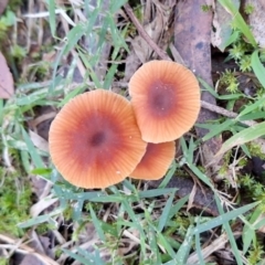 Laccaria sp. at Coopernook, NSW - 12 Jun 2024