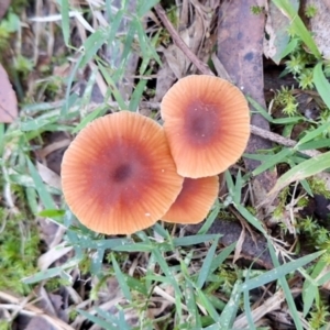 Laccaria sp. at Coopernook, NSW - 12 Jun 2024