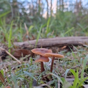 Laccaria sp. at Coopernook, NSW - 12 Jun 2024