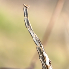 Tettigoniidae (family) at O'Connor, ACT - 10 Aug 2024 by Hejor1