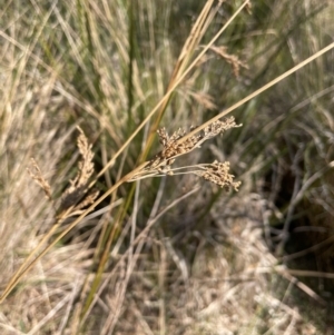 Juncus flavidus at Rossi, NSW - 7 Aug 2024