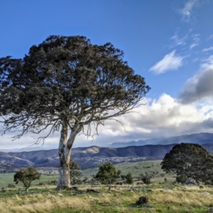 Eucalyptus polyanthemos at Chapman, ACT - 20 Aug 2020