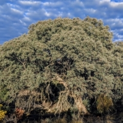 Eucalyptus polyanthemos (Red Box) at Kambah, ACT - 3 Sep 2018 by HelenCross