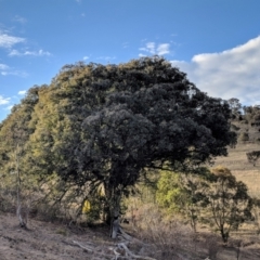 Eucalyptus polyanthemos at Kambah, ACT - 3 Sep 2018 07:25 AM