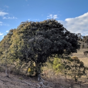 Eucalyptus polyanthemos at Kambah, ACT - 3 Sep 2018 07:25 AM