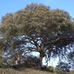 Eucalyptus polyanthemos (Red Box) at Kambah, ACT - 3 May 2020 by HelenCross