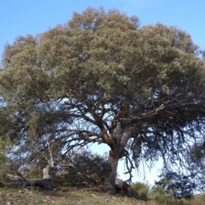 Eucalyptus polyanthemos at Kambah, ACT - 3 May 2020 03:46 PM