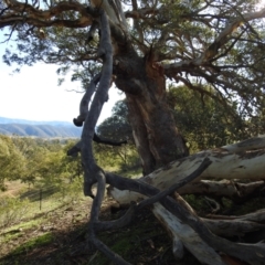 Eucalyptus polyanthemos at Kambah, ACT - 3 May 2020