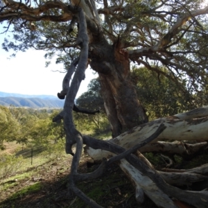 Eucalyptus polyanthemos at Kambah, ACT - 3 May 2020 03:46 PM