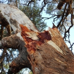 Eucalyptus polyanthemos at Kambah, ACT - 3 May 2020 03:46 PM