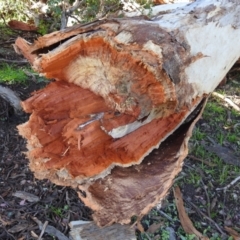 Eucalyptus polyanthemos at Kambah, ACT - 3 May 2020 03:46 PM