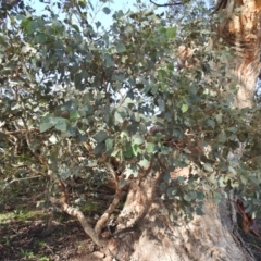 Eucalyptus polyanthemos at Kambah, ACT - 3 May 2020