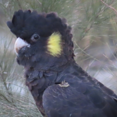 Zanda funerea (Yellow-tailed Black-Cockatoo) at Whitlam, ACT - 10 Aug 2024 by RobParnell