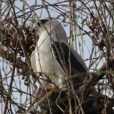 Elanus axillaris (Black-shouldered Kite) at Coombs, ACT - 10 Aug 2024 by RobParnell