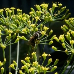 Lasioglossum (Chilalictus) sp. (genus & subgenus) (Halictid bee) at Duffy, ACT - 14 Dec 2023 by actforbees