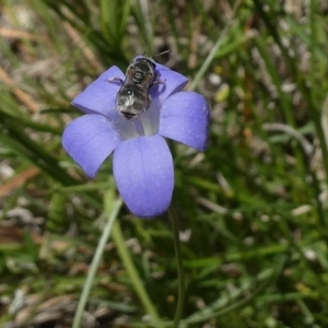 Lasioglossum (Chilalictus) sp. (genus & subgenus) at Duffy, ACT - 10 Nov 2023