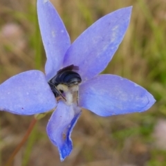 Lasioglossum (Chilalictus) sp. (genus & subgenus) (Halictid bee) at Duffy, ACT - 15 Dec 2022 by actforbees