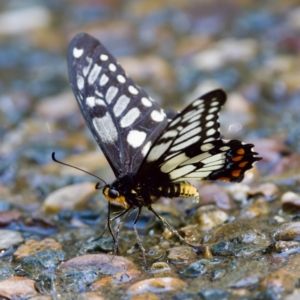 Papilio anactus at Acton, ACT - 10 Jan 2023