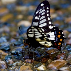 Papilio anactus at Acton, ACT - 10 Jan 2023 04:56 PM