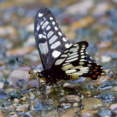 Papilio anactus at Acton, ACT - 10 Jan 2023 04:56 PM